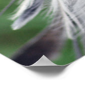 Foto van secretaris Bird of South Africa Poster (Hoek)