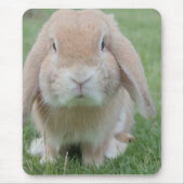 foto van serieuze bunny muismat (Voorkant)