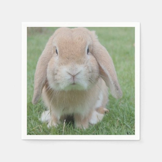 foto van serieuze bunny servet (Voorkant)