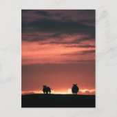 Foto van Sheep Sunset Natuur Briefkaart (Voorkant)