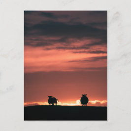 Foto van Sheep Sunset Natuur Briefkaart