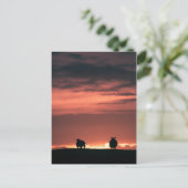 Foto van Sheep Sunset Natuur Briefkaart (Staand voorkant)