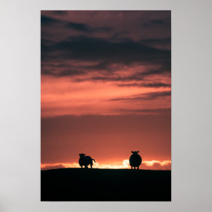 Foto van Sheep Sunset Natuur Poster