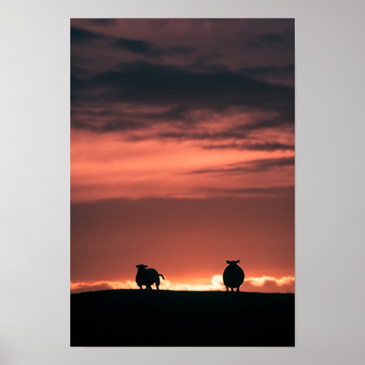 Foto van Sheep Sunset Natuur Poster (Voorkant)