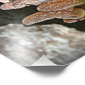 Foto van Shiitake Mushroom Foto Afdruk (Hoek)