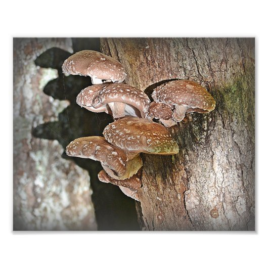 Foto van Shiitake Mushroom Foto Afdruk (Voorkant)