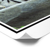 Foto van Siberian tijger Poster (Hoek)