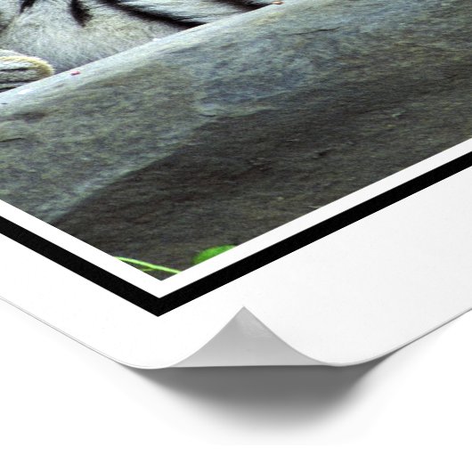 Foto van Siberian tijger Poster (Hoek)