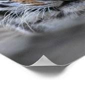 Foto van Siberische Tijger Poster (Hoek)