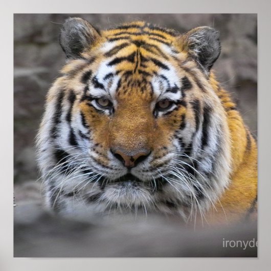 Foto van Siberische Tijger Poster (Voorkant)