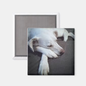 Foto van Slapen Witte Hond met Leuke Poot Magneet (Voorkant / Achterkant)