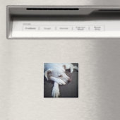 Foto van Slapen Witte Hond met Leuke Poot Magneet (Insitu (Vaatwasser))