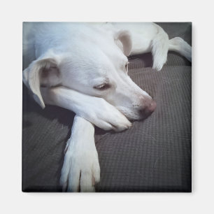 Foto van Slapen Witte Hond met Leuke Poot Magneet