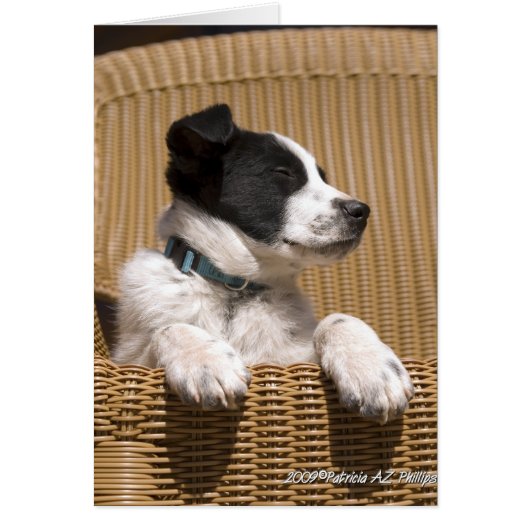 Foto van slapende Border Collie Heeler Mix-hond (Voorkant)