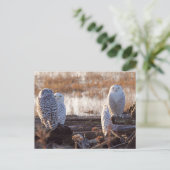 Foto van Snowy Owls Briefkaart (Staand voorkant)