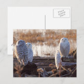 Foto van Snowy Owls Briefkaart (Voorkant / Achterkant)