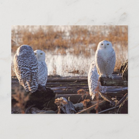 Foto van Snowy Owls Briefkaart (Voorkant)
