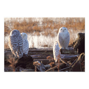 Foto van Snowy Owls Foto Afdruk