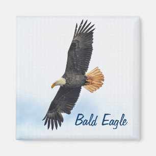 Foto van Soaring Bald Eagle Wildife Magneet