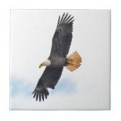Foto van Soaring Bald Eagle Wildife Tegeltje (Voorkant)