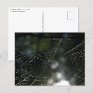 Foto van Spider's Web Natuur Briefkaart
