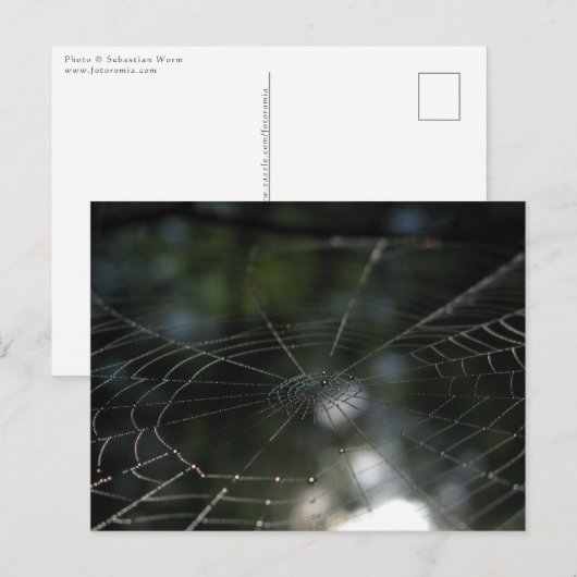 Foto van Spider's Web Natuur Briefkaart (Voorkant / Achterkant)
