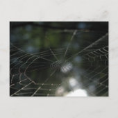 Foto van Spider's Web Natuur Briefkaart (Voorkant)