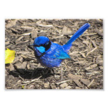 Foto van Splendid Fairy Wren