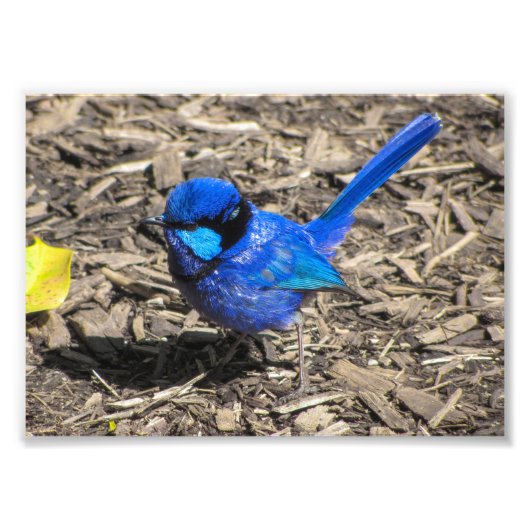 Foto van Splendid Fairy Wren Foto Afdruk (Voorkant)