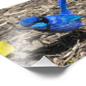 Foto van Splendid Fairy Wren Foto Afdruk (Hoek)