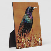 Foto van Starling Bird Fotoplaat (Zijkant)