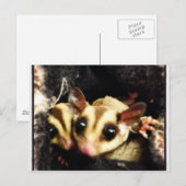 foto van suikerglijder briefkaart (Voorkant / Achterkant)