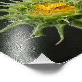 Foto van Sunflower Bud Afdruk (Hoek)