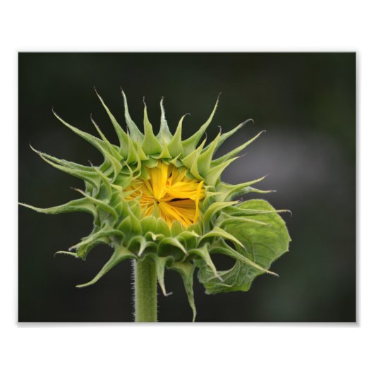 Foto van Sunflower Bud Afdruk (Voorkant)