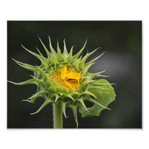 Foto van Sunflower Bud Foto Afdruk