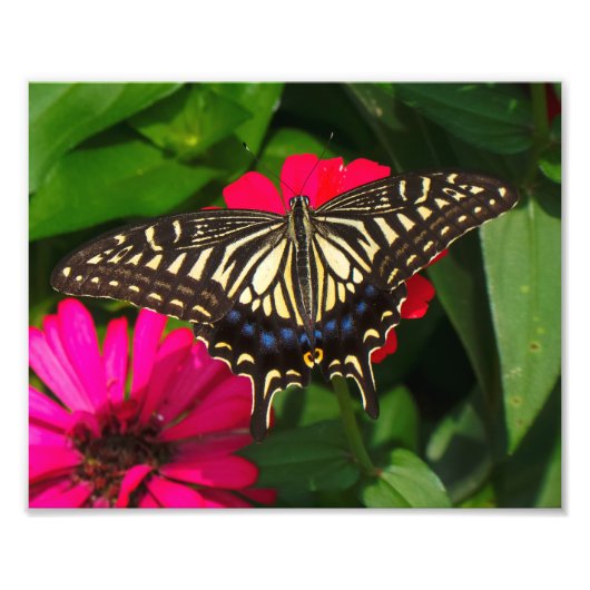 Foto van Swallowtail Butterfly Afdruk (Voorkant)