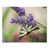 Foto van Swallowtail Butterfly Afdruk (Voorkant)