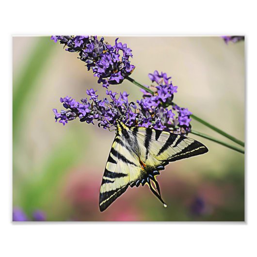 Foto van Swallowtail Butterfly Foto Afdruk (Voorkant)