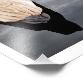 Foto van Swan op Lake Color Poster (Hoek)