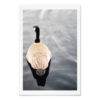 Foto van Swan op Lake Color Poster