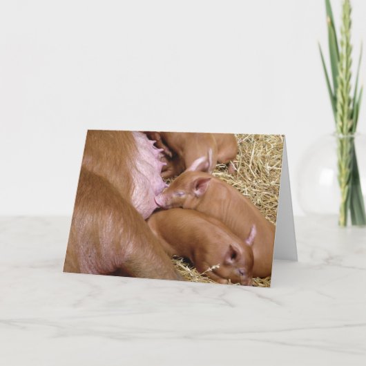 Foto van Tamworth Piglet zuigen - Blanco kaarten (Voorkant)