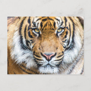 Foto van Tiger Face Briefkaart