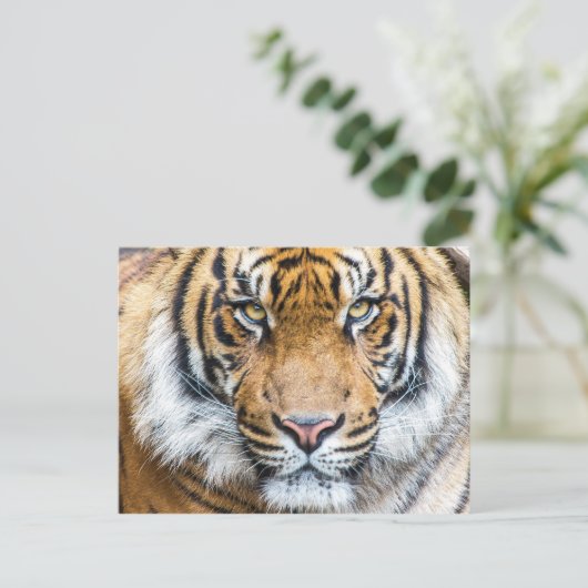 Foto van Tiger Face Briefkaart (Staand voorkant)