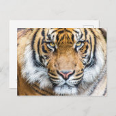 Foto van Tiger Face Briefkaart (Voorkant / Achterkant)