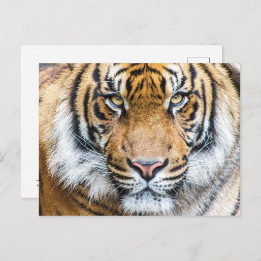 Foto van Tiger Face Briefkaart (Voorkant / Achterkant)