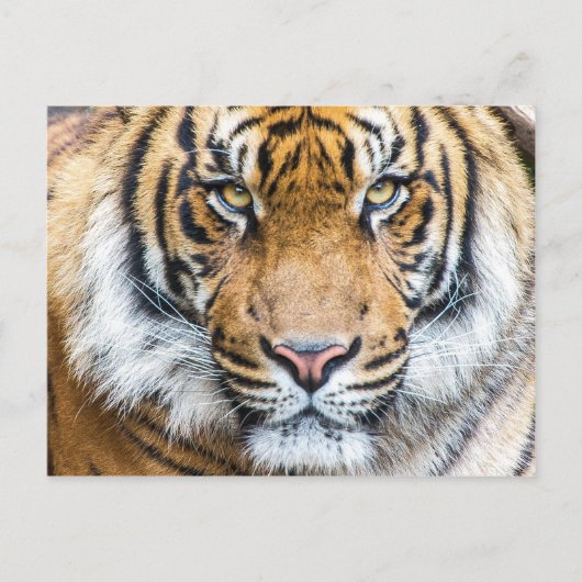 Foto van Tiger Face Briefkaart (Voorkant)