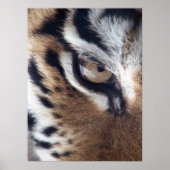 Foto van Tigers Eye Poster (Voorkant)