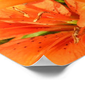 Foto van Tijger Lilies Poster (Hoek)
