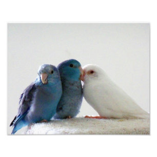 Foto van Tortelduifjes Pacific Parrotlet-vogelvrie Afdruk