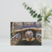 Foto van Tortoise Briefkaart (Staand voorkant)
